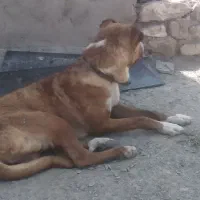 سگ گوسفندی
