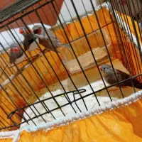 فنچ مرغ عشق