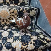 کفتر