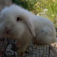 خرگوش لپی