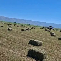 یونجه درجه یک خشک گوسفندی