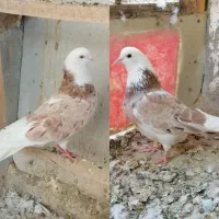 کفتر کبوتر یه جفت شازده هما خال سرور