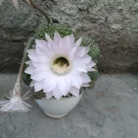 گل کاکتوس