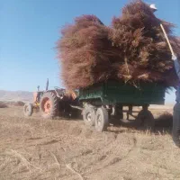 جارو تازه امسال