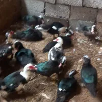 اردک اسرائیلی جوان ومرغ.محلی