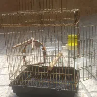 قفس پرنده