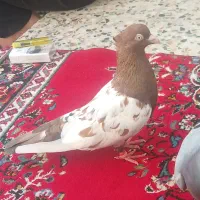 کبوتر