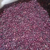 لوبیا قرمز  بذری