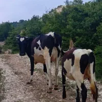 گاودورگ محلی آااث گوساله