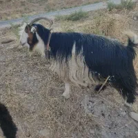 بزز