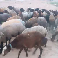 ۱۰۰ رس کاور ۲دندان وچهار