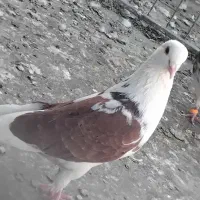 کبوتر غریب گیری حیون خوب