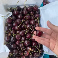 فروش گیلاس سر باغ ویلادرلواسان بزرگ