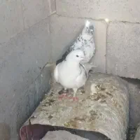کفتر