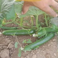 فروش خیار سبز
