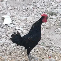 خروس