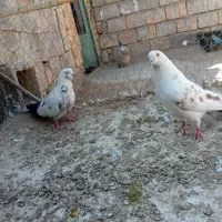 کبوتر