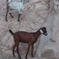 کهره نر