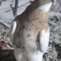 طوقی