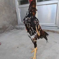 خروس اوشامو