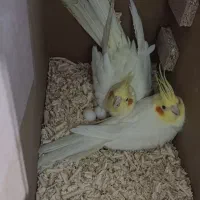 عروس هلندی مولد