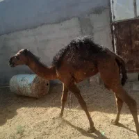 هاشی شتر بافق