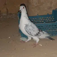 کفترا گرفتنی