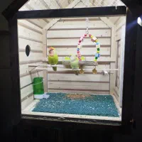فروش پرنده و قفس