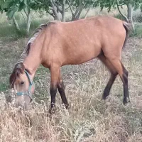 کره اسب نریون سمند