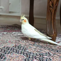 عروس هلندی ماده دوساله