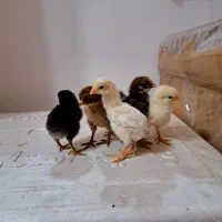 جوجه‌محلی‌‌‌‌