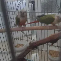 فروش جفت گرینچیک آناناسی
