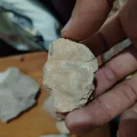 فسیل|کلکسیون اشیاء عتیقه|شیراز, نیستان|دیوار