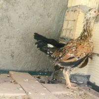جوجه /مرغ / مرغ کت