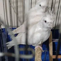 عروس هلندی آلبینو