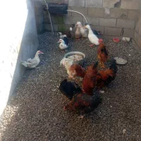 اردک محلی واسراییلی