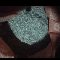 کاه یونجه دیم