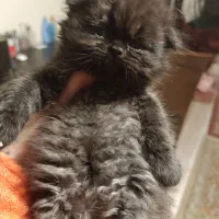 گربه