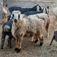 بره نر۴۰ کیلویی