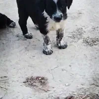 ش ا ه ت و ل ه قدریجونی