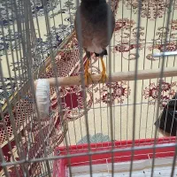 شاه مرغ مینا پاکستانی سخنگو نر