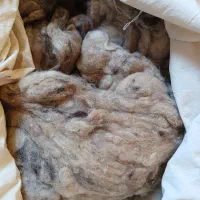 پشم به اندازه ی یک تشک
