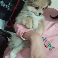 سگ پامر