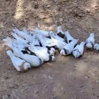 طوقی . کبوتر  . کفتر