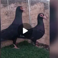 جفت کلاغ اسطوره