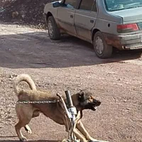 2عدد سک نگهبان