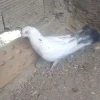 اصفهانی پر