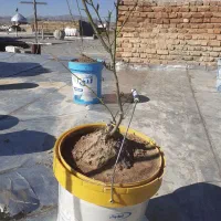 نهال درخت لیمو پرتقال وغیره