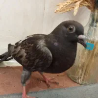 کبوتر