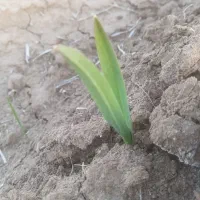 بذر چغندر پوما